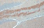 C9orf72 Antibody in Immunohistochemistry (Paraffin) (IHC (P))