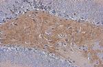 C9orf72 Antibody in Immunohistochemistry (Paraffin) (IHC (P))