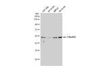 C9orf72 Antibody in Western Blot (WB)