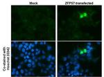 ZFP57 Monoclonal Antibody (GT1115)