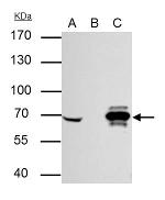 Cre recombinase Antibody in Immunoprecipitation (IP)
