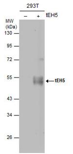 Influenza A H5N1 HA Antibody in Western Blot (WB)