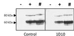Influenza A H5N1 HA Antibody in Western Blot (WB)