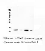 Cystatin B Antibody in Western Blot (WB)