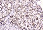 Emerin Monoclonal Antibody (5A10)