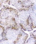 PI3 Monoclonal Antibody (C7)