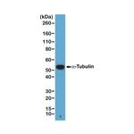 alpha Tubulin Recombinant Rabbit Monoclonal Antibody (RM113), Biotin