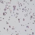 BAG1L Antibody in Immunocytochemistry (ICC/IF)