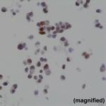 BAG1L Antibody in Immunocytochemistry (ICC/IF)