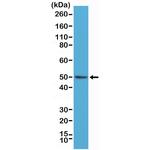 BAG1L Antibody in Western Blot (WB)