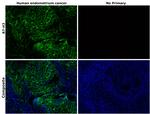B7-H3 (CD276) Recombinant Rabbit Monoclonal Antibody (RM335)
