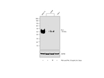PD-1 (CD279) Antibody in Western Blot (WB)