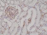 CD34 Antibody in Immunohistochemistry (Paraffin) (IHC (P))