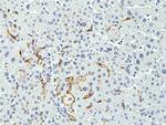 CD34 Antibody in Immunohistochemistry (Paraffin) (IHC (P))