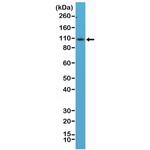 CD34 Antibody in Western Blot (WB)