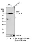 CD34 Antibody in Western Blot (WB)