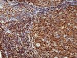 CD45 Antibody in Immunohistochemistry (Paraffin) (IHC (P))