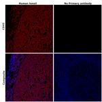CD45 Antibody in Immunohistochemistry (Paraffin) (IHC (P))