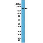 CD45 Antibody in Western Blot (WB)