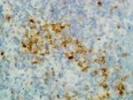 Rabbit anti-Human IgG (Heavy chain) Recombinant Secondary Antibody, Biotin