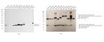 Human Ig (Light chain) Secondary Antibody in Western Blot (WB)
