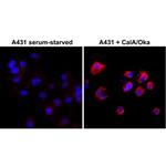 Phosphothreonine Recombinant Rabbit Monoclonal Antibody (RM102)