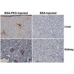 PEG Antibody in Immunohistochemistry (IHC)