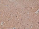 Spastin Antibody in Immunohistochemistry (Paraffin) (IHC (P))