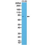 Spastin Antibody in Western Blot (WB)