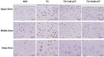 Calcitonin Receptor Antibody in Immunohistochemistry (Paraffin) (IHC (P))