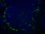 CD169 (Siglec-1) Antibody in Immunocytochemistry (ICC/IF)