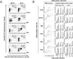 CD11b Antibody in Flow Cytometry (Flow)