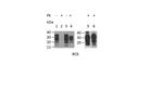 CD230 (PrP) Monoclonal Antibody (ROS-BC6)