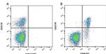 CD40 Antibody in Flow Cytometry (Flow)