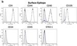 CD45 Antibody in Flow Cytometry (Flow)