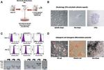 CD45 Antibody in Flow Cytometry (Flow)