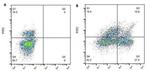 CD8 alpha Antibody in Flow Cytometry (Flow)