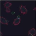 Phospho-CD247 (CD3 zeta) (Tyr72) Antibody in Immunocytochemistry (ICC/IF)