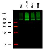 IGF2R Monoclonal Antibody (MEM-238), Biotin