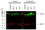 CD107b (LAMP-2) Antibody in Western Blot (WB)
