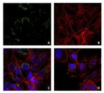 Lysozyme Antibody in Immunocytochemistry (ICC/IF)