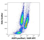 AGPS Antibody in Flow Cytometry (Flow)