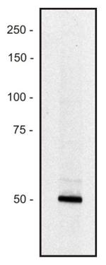 PCLO Monoclonal Antibody (PCLO-01)