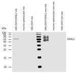 WBP1L Antibody in Western Blot (WB)