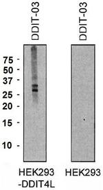 DDIT4L Monoclonal Antibody (DDIT-03)