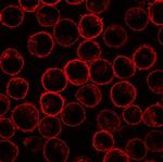 PLSCR1 Antibody in Immunocytochemistry (ICC/IF)