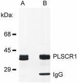 PLSCR1 Antibody in Western Blot (WB)