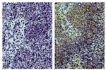 CD3 Antibody in Immunohistochemistry (Paraffin) (IHC (P))