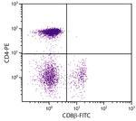 CD8b Monoclonal Antibody (EP42), FITC