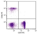 CD8b Monoclonal Antibody (EP42), PE
